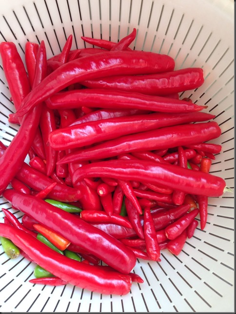 Burnt, Hot, Spicy– I am running away!!!– Understanding Chilli Pepper and Making Of Chilli Sauce